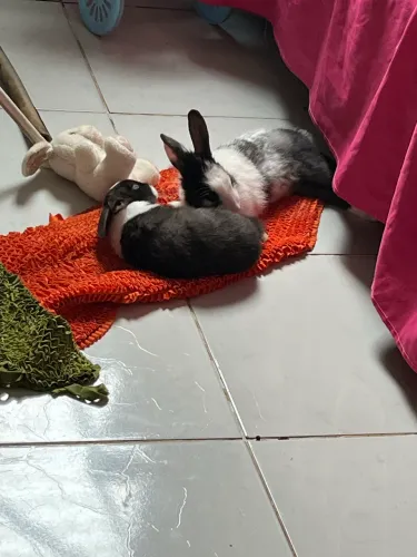 Coelhos macho 