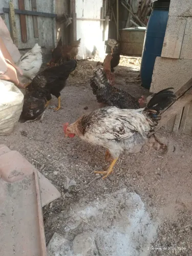 Vendo frangas e frangos caipiras