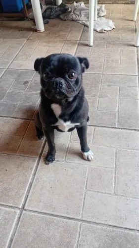 Pug filhote macho
