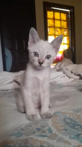 Gatinha para adoção 