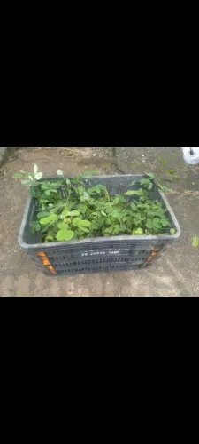 Mudas de sabiá ( Sansão do campo)
