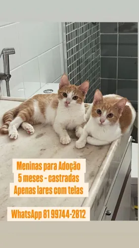 Gatinhos filhotes para adoção