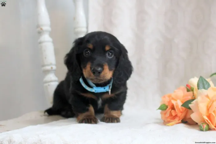 Dachshund Arlequim | Cheios de charme 
