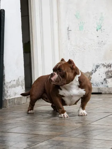 American bully