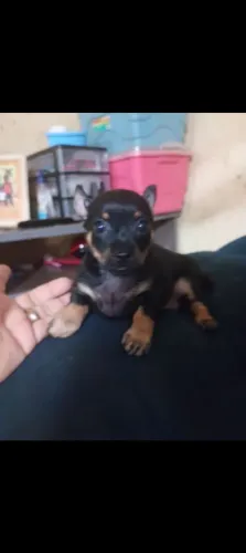Cachorro