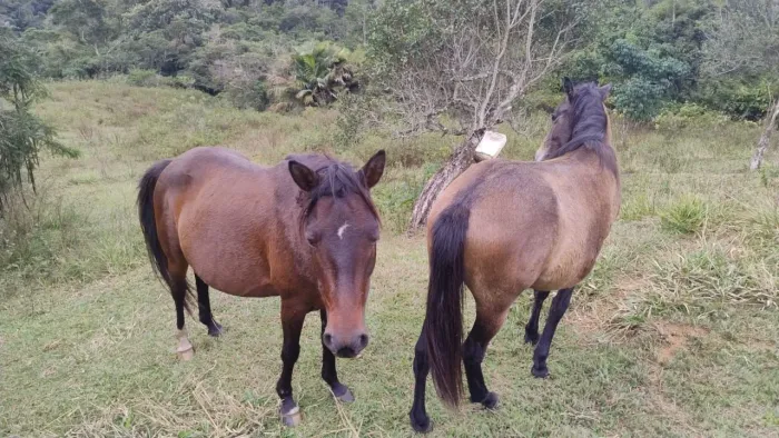 Egua e potra