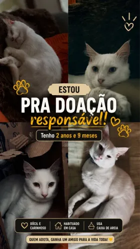 Doação de gatinho