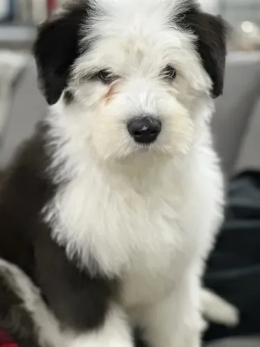 Filhotes de SHEEPDOG