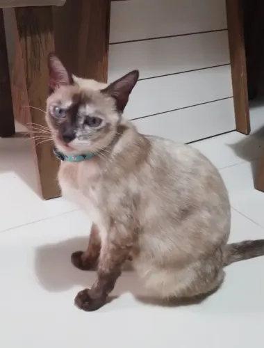 Doação gatinha