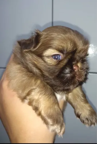 Lindas filhotes de shih tzu