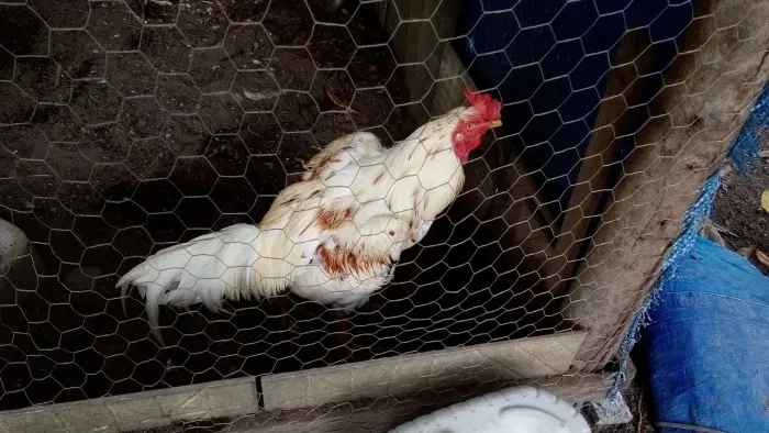 Um lindo galo índio branco com detalhe amarelados, matriz vendo 100,00 Reais 