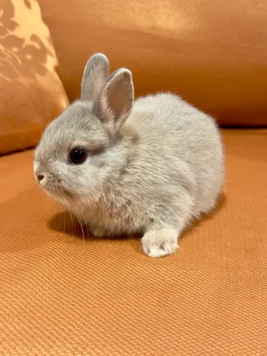 Coelho Cinza Netherland Dwarf (Anão holandês) Macho