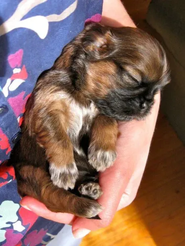 Shihtzu Machos Chocolate 