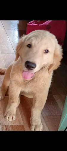 Vendo filhote de Golden com 3 meses com as 2 dose da vacina 