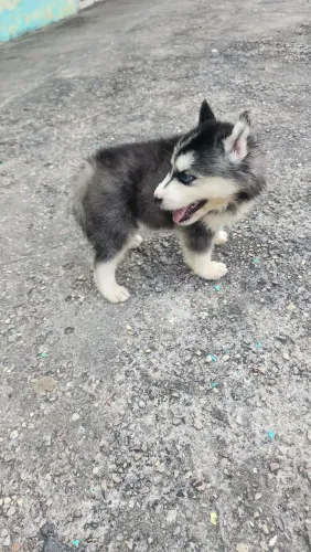 HUSKY SIBERIANO FILHOTES