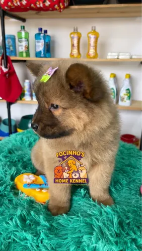 Chow chow