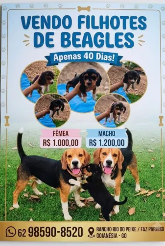 Cachorro Beagles filhote 