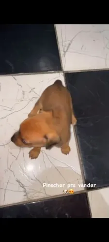 vende-se pinscher miniatura (machos)