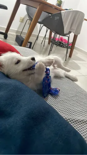 Doação de filhote