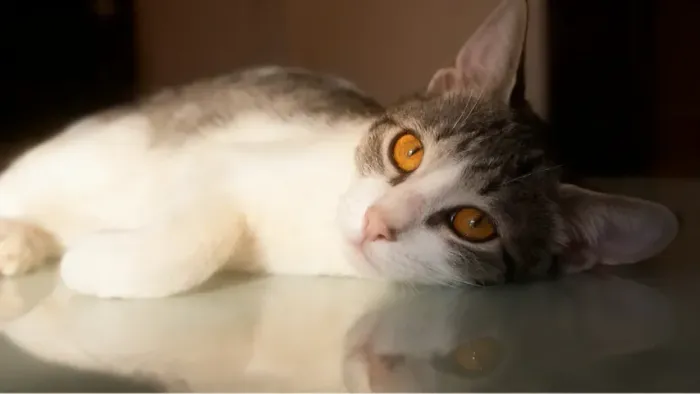 Doando esse lindo gato Macho