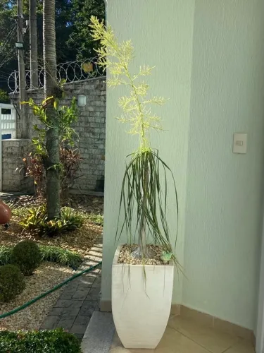 Vaso de pata de elefante