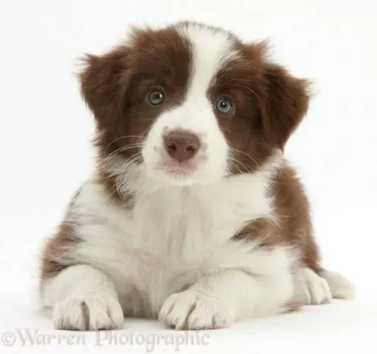 border collie 550 cada 