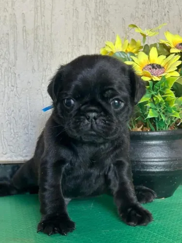 Pug macho 