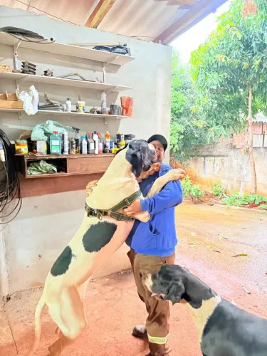 Filhotes de dogue alemão