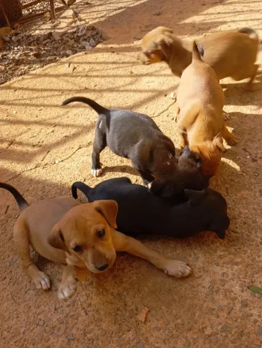 Estou doando 8 filhote de cachorro misturado vira lata com labrador.
