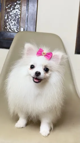 LULU DA POMERÂNIA - SPITZ ALEMÃO FÊMEA | BRANCA