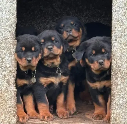 Filhotes de Rottweiler