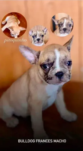 Buldogue Frances legítimos