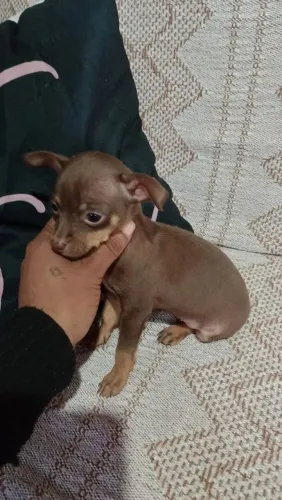 Pinscher Zerinho adestrados!