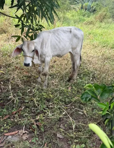 Vende vaca Nelore Mestiça