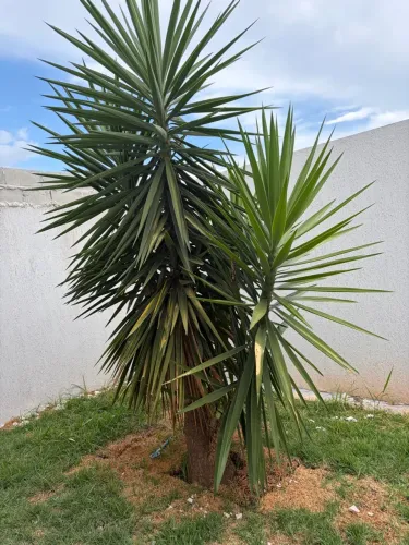Palmeira yucca 2 metros