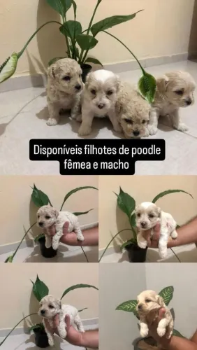 Filhotes de poodle 