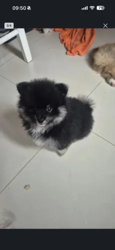 Spitz alemão black and tan ?