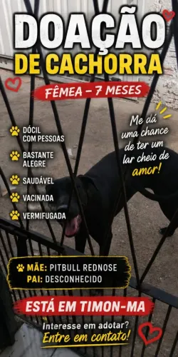 Doacao de cachorro