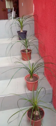 Lindas plantas ornamentais 