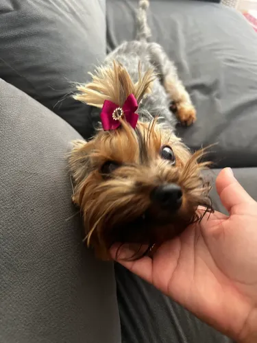 Yorkshire fêmea adulta 