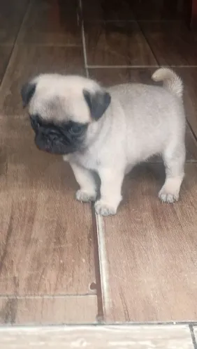 Pug macho 