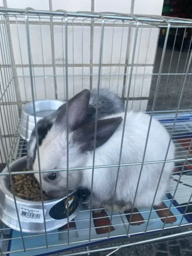 Coelhos disponíveis 