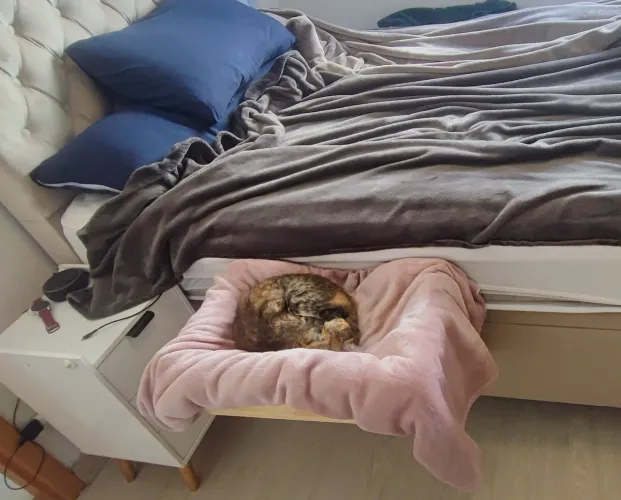 Cama suspensa pet para cama box
