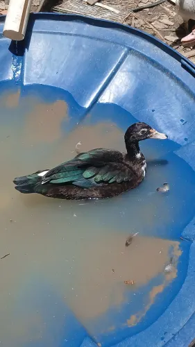 Pato e pata