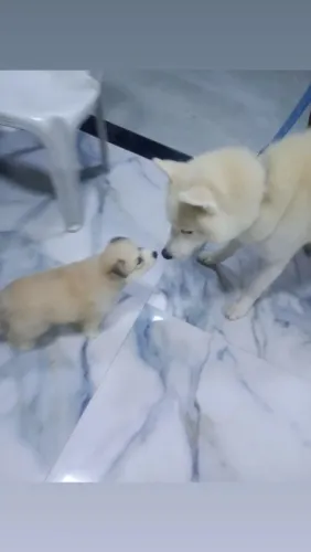 Husky Siberiano 