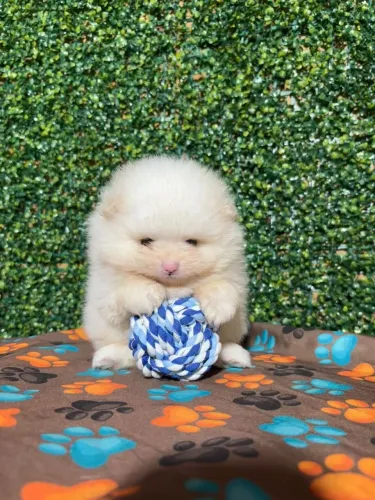 Spitz alemão