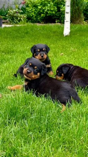 Rottweiler - força, lealdade e proteção em um só companheiro.