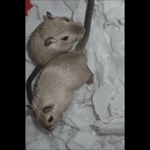 Doação Gerbil Esquilo da Mongólia 