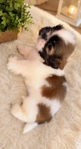 Shih tzu macho 