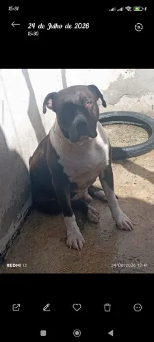 Pitbull América staffordshire terrier 